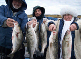 Bruce Rockfish